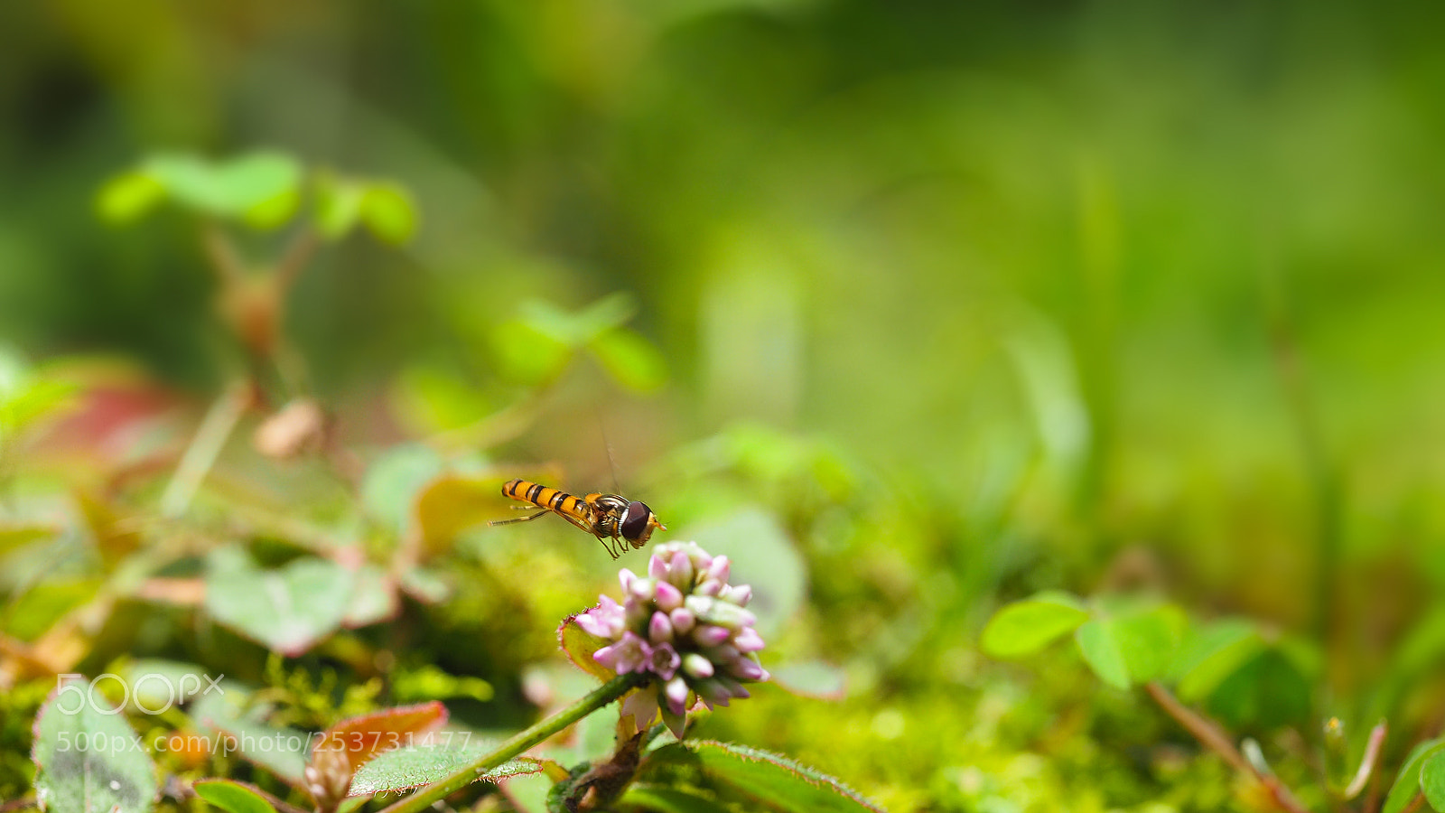 Olympus OM-D E-M5 II sample photo. Fly fly away photography