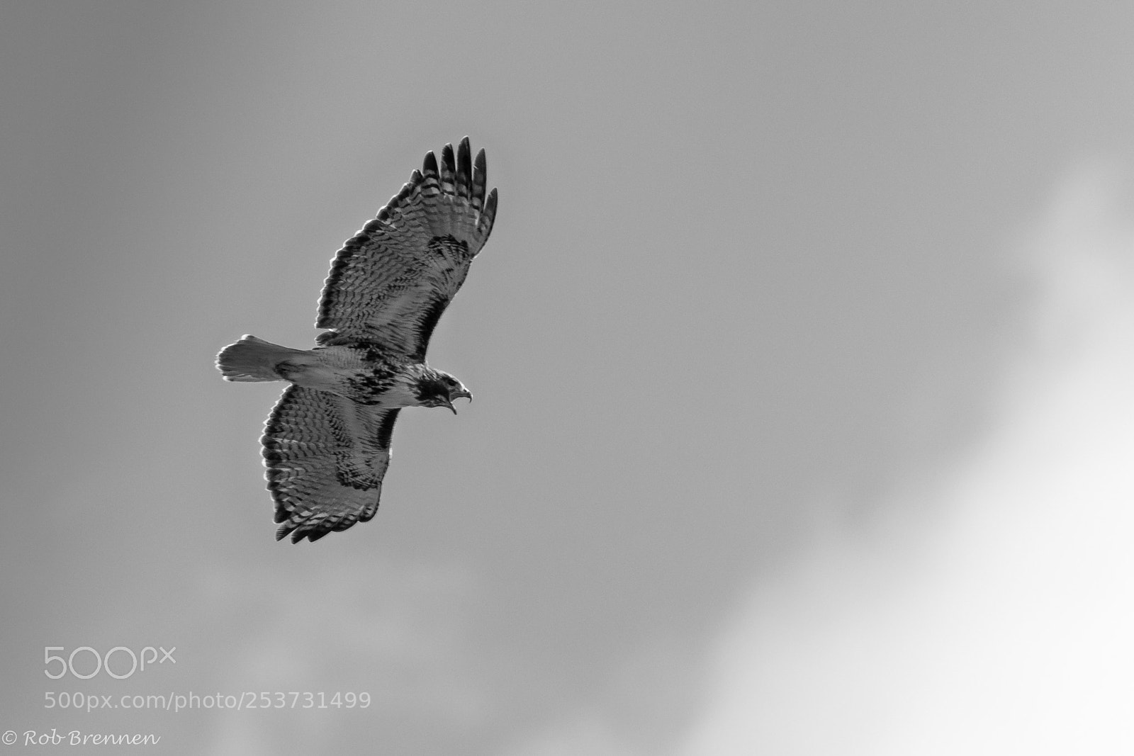 Canon EOS 80D sample photo. Screaming hawk photography