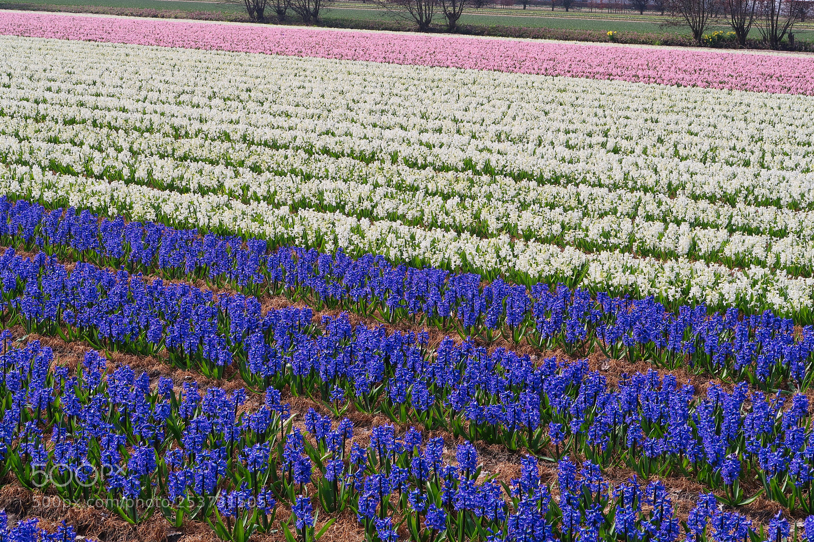 Canon PowerShot G7 X Mark II sample photo. Hyacinth photography