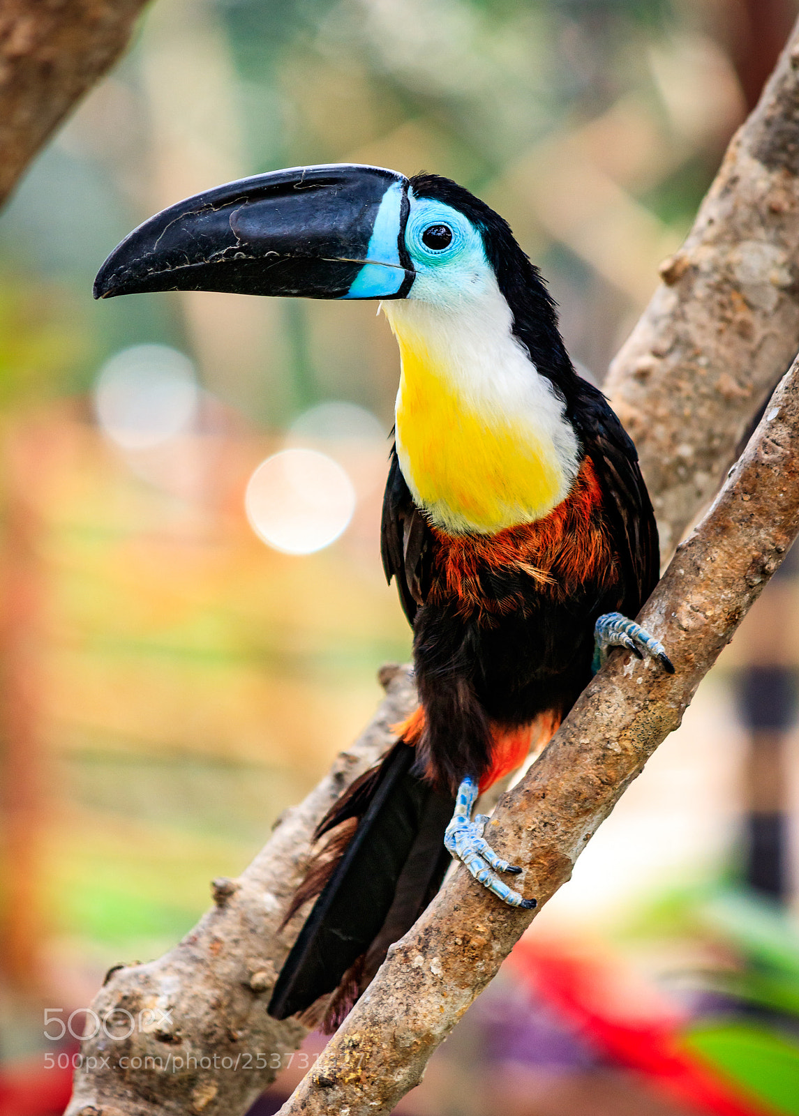 Canon EOS 80D sample photo. Beautiful toucan photography