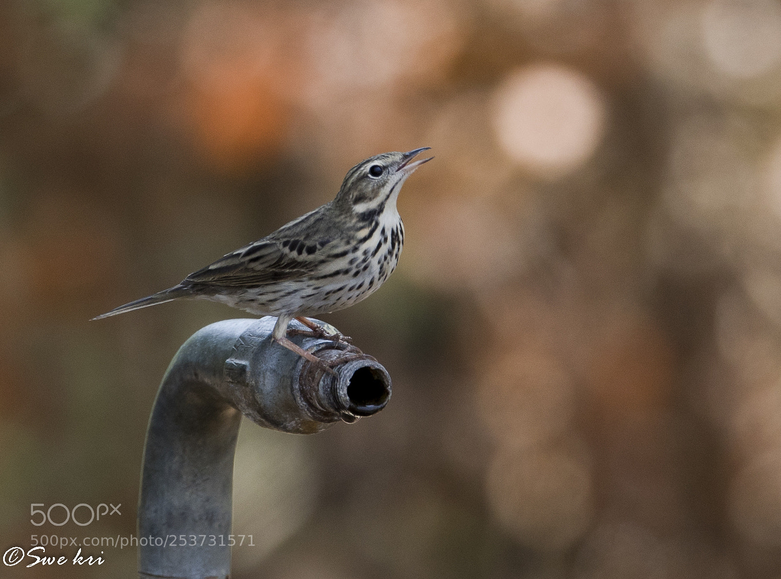 Canon EOS 5D Mark IV sample photo. Olive-backed pipit photography