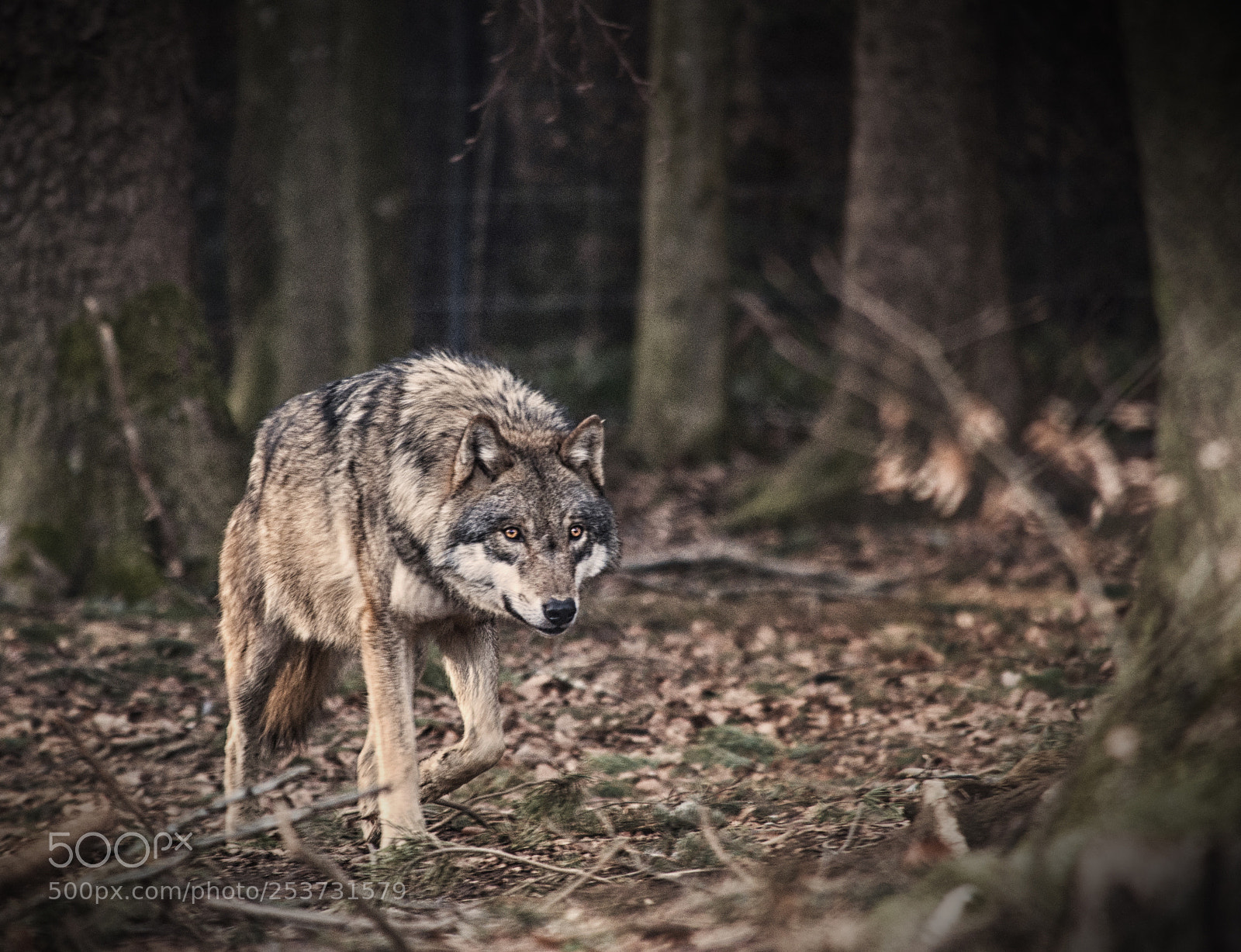Nikon D5000 sample photo. Running wolf photography