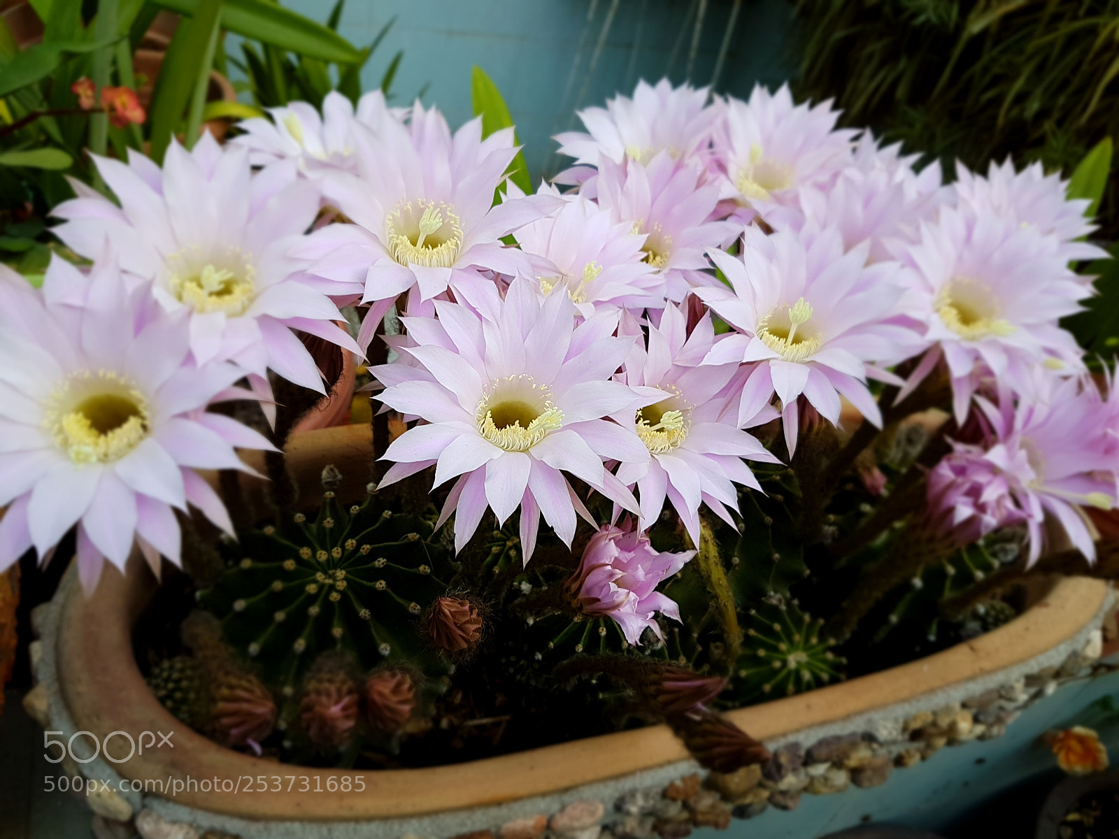 Samsung Galaxy S7 Edge sample photo. Día 2 photography