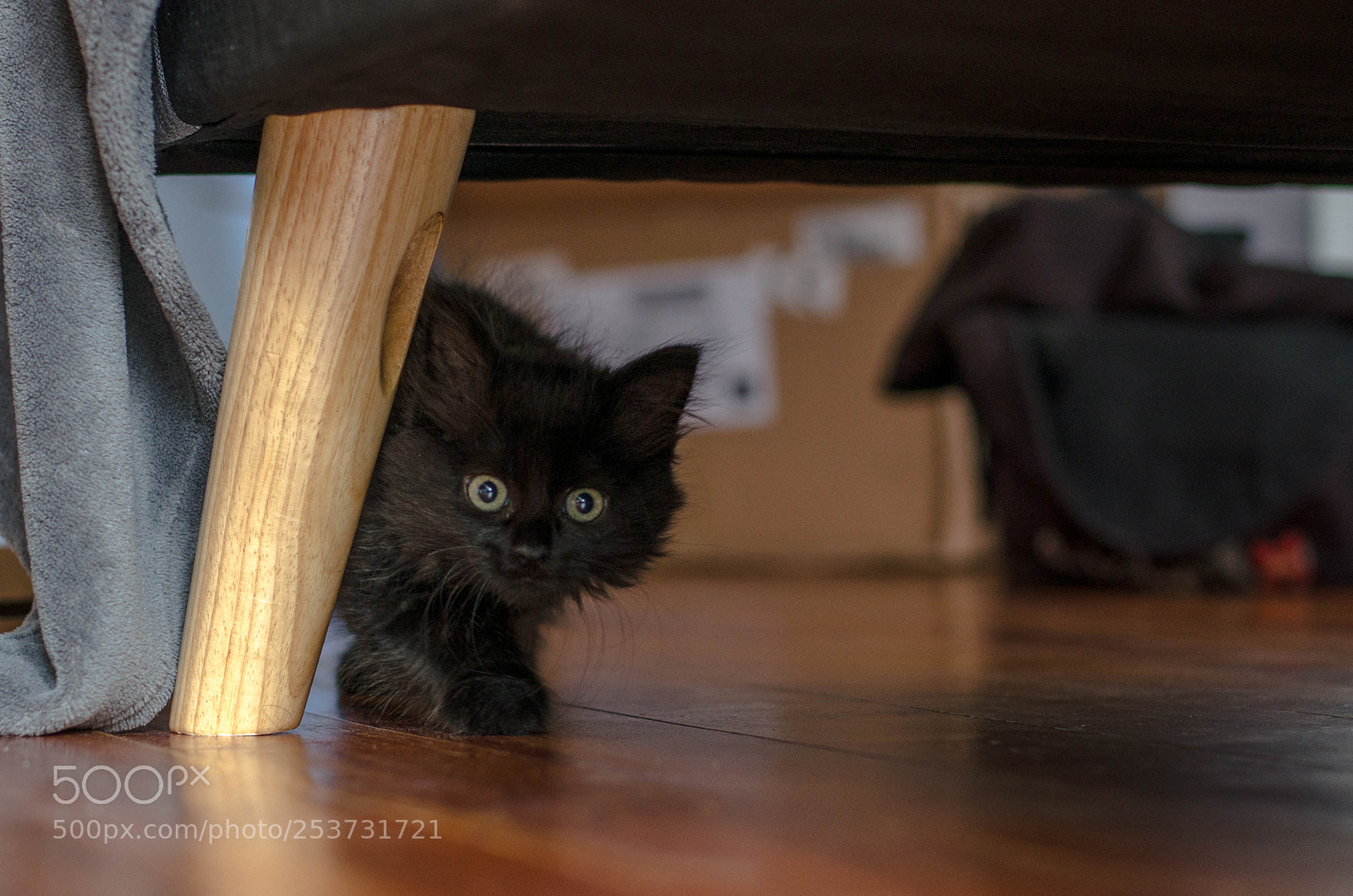 Nikon D7000 sample photo. Little hunter photography