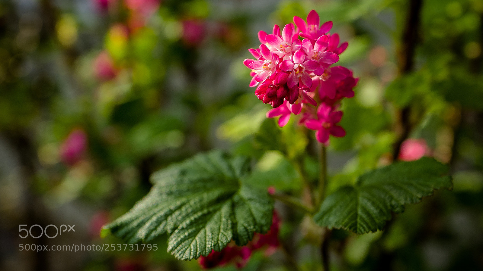 Leica Q (Typ 116) sample photo. Colors in the garden photography