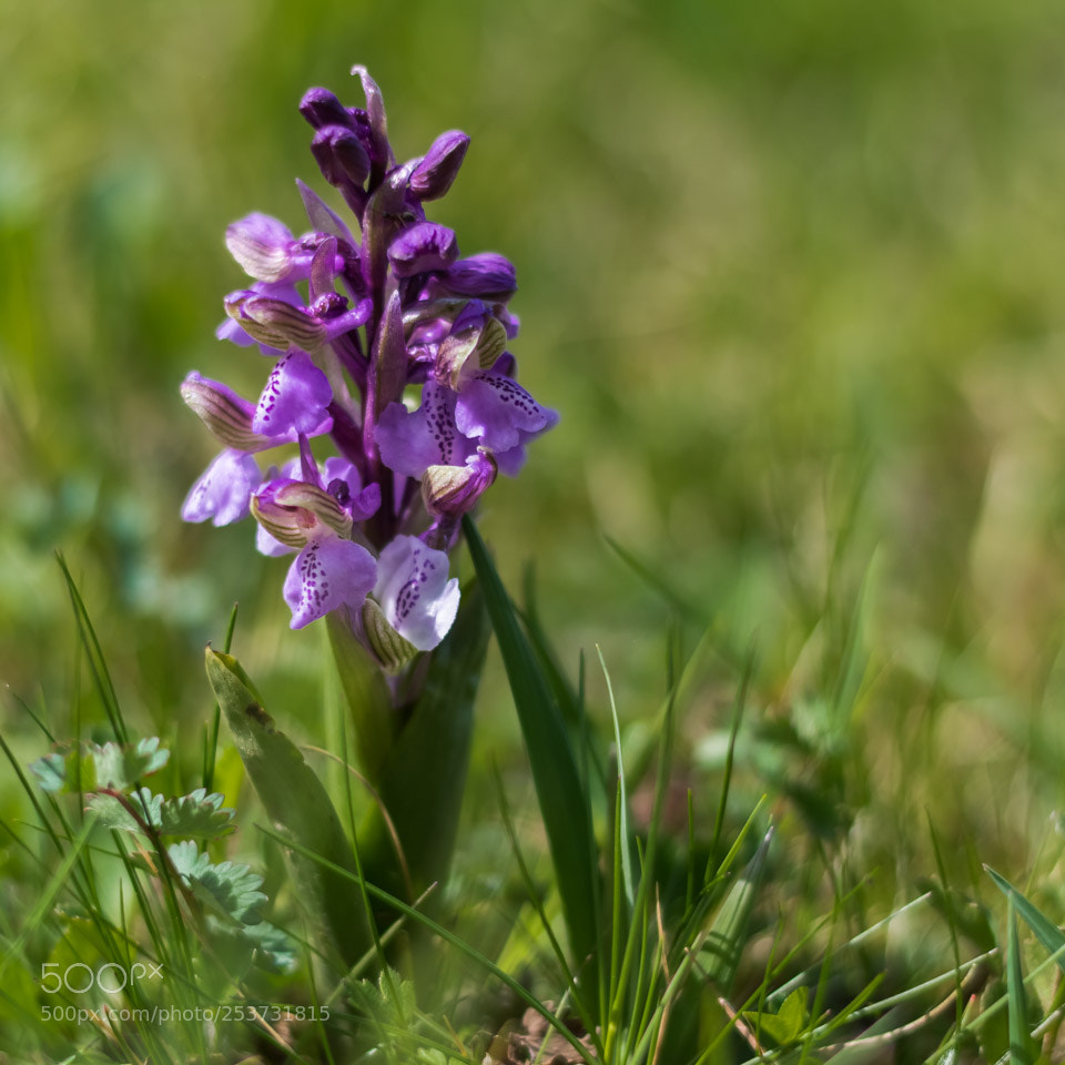 Nikon D5500 sample photo. Orchis morio photography