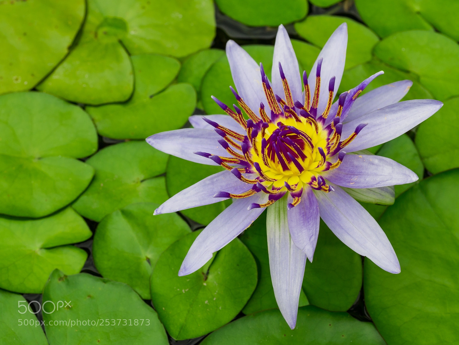 Panasonic Lumix DMC-G85 (Lumix DMC-G80) sample photo. Water lily photography