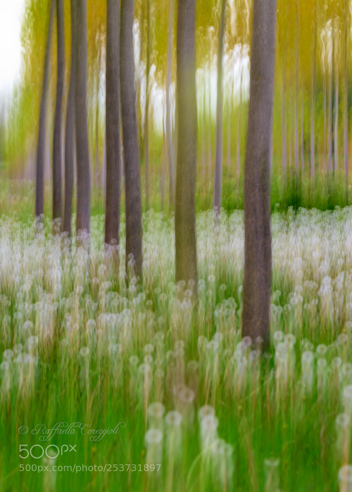 Nikon D7200 sample photo. La magia del bosco photography