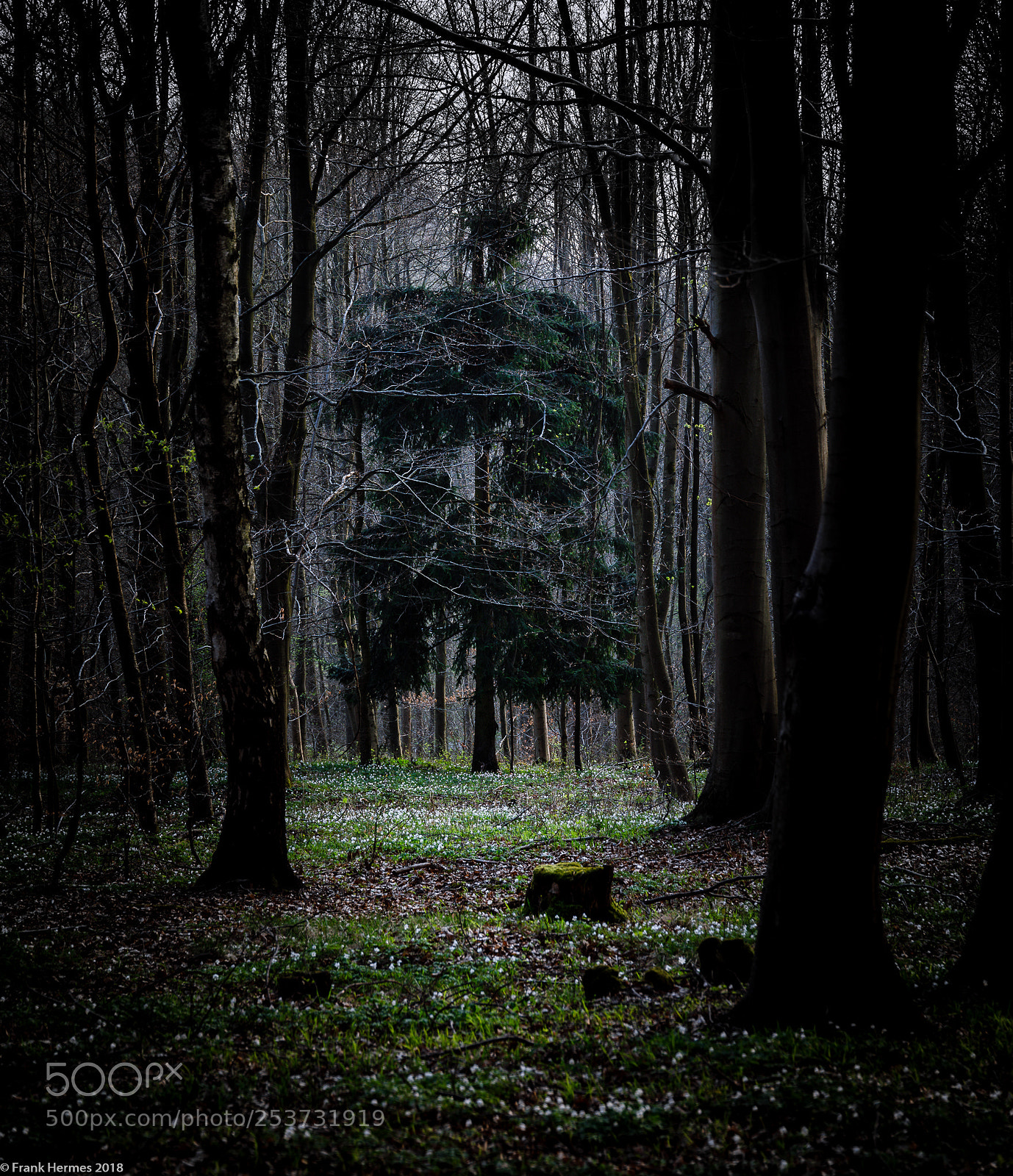 Canon EOS 5D Mark IV sample photo. Solitary photography