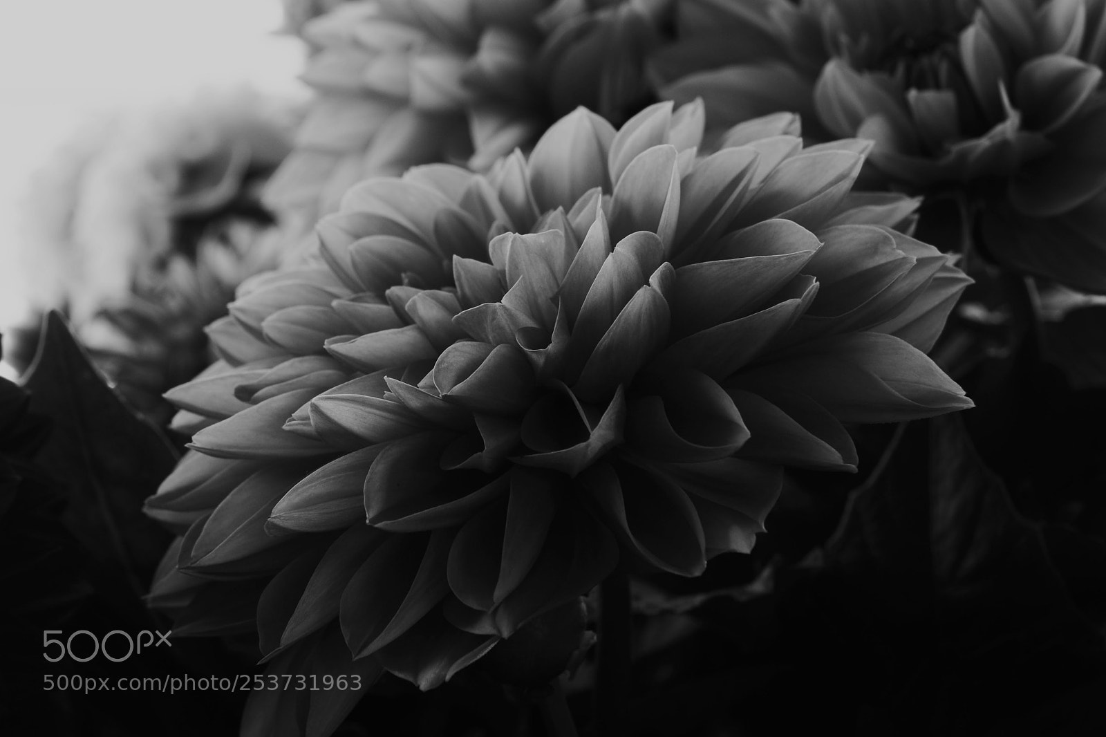 Nikon D610 sample photo. çiçek photography