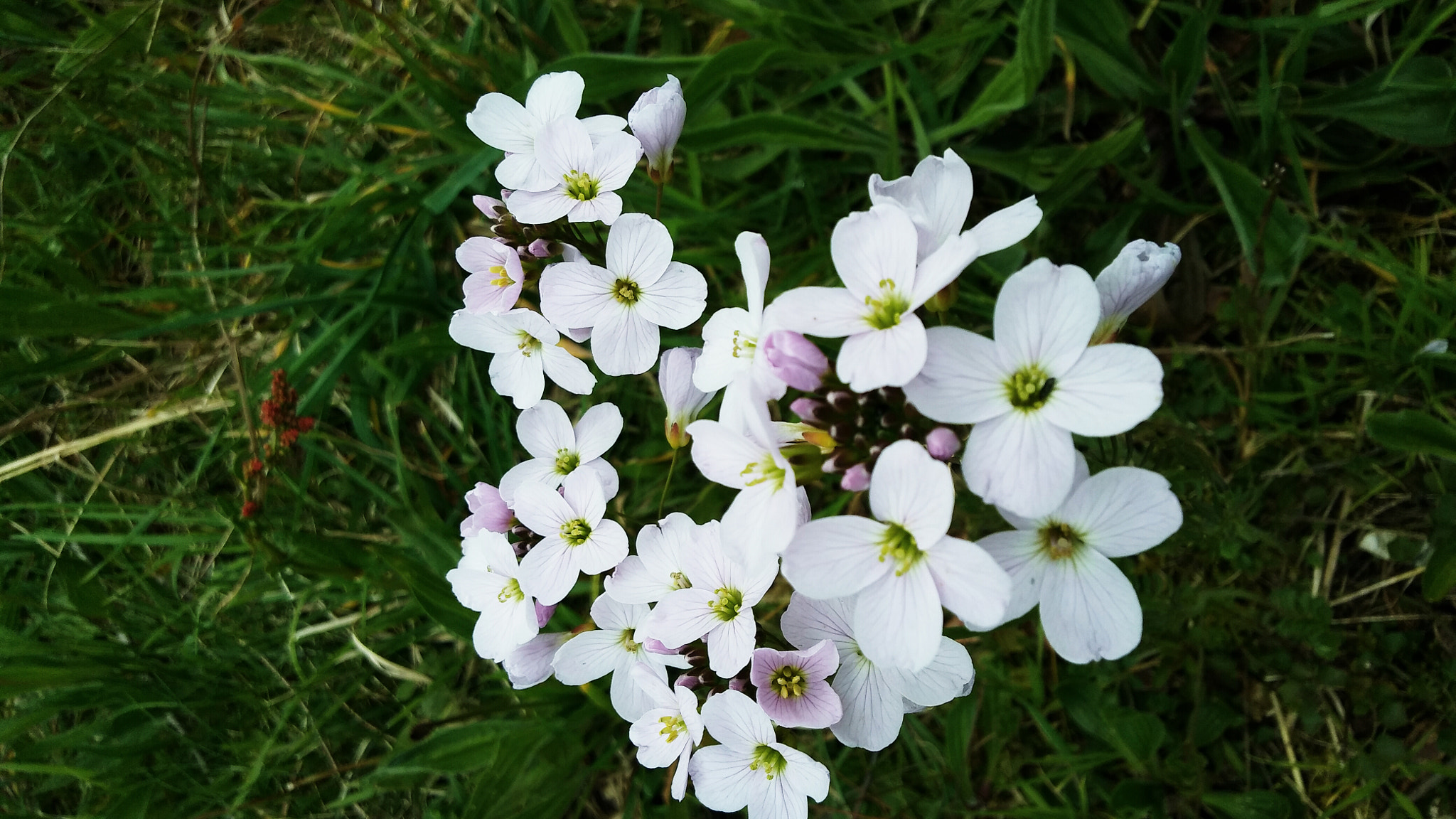 LG K10 sample photo. Wild flower photography
