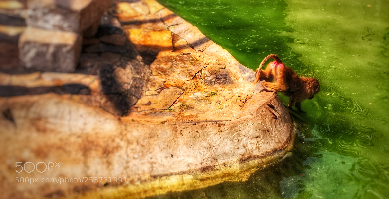HUAWEI Mate 10 Pro sample photo. Baboon in water photography