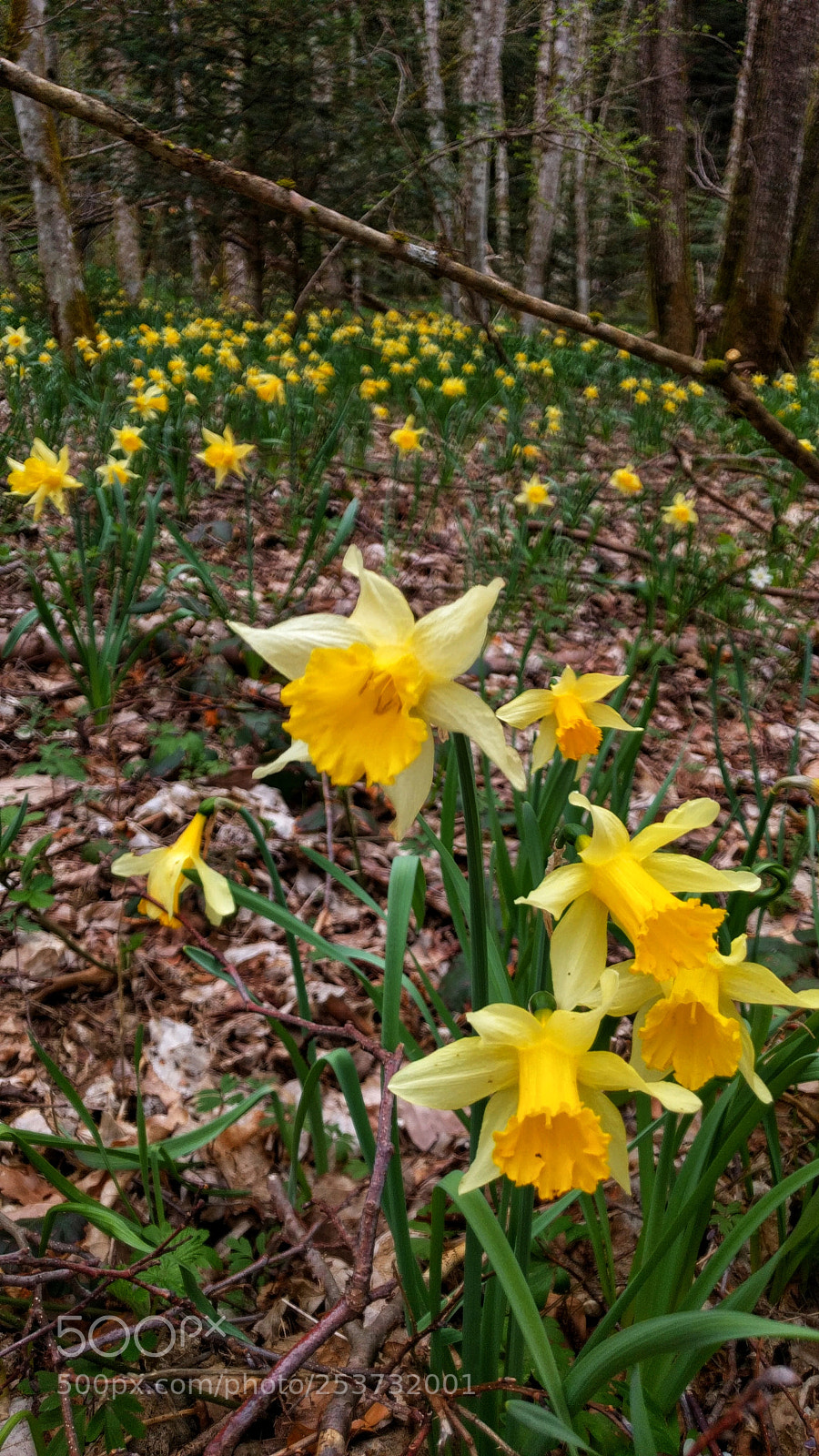 LG Nexus 5X sample photo. Jonquilles au milieu de photography