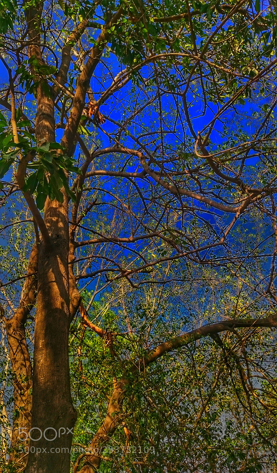 Sony Xperia Z2 sample photo. # blue sky # photography