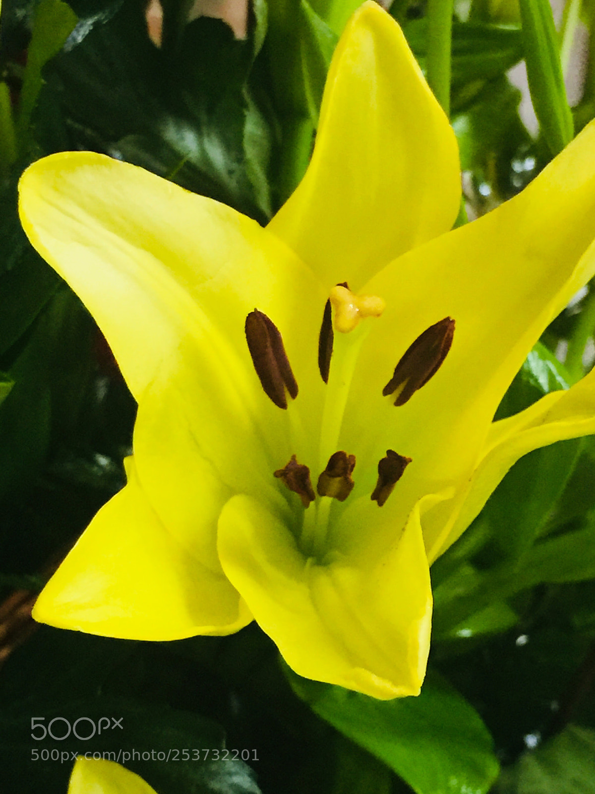 Apple iPhone 6 Plus sample photo. Today’s flower ?  photography