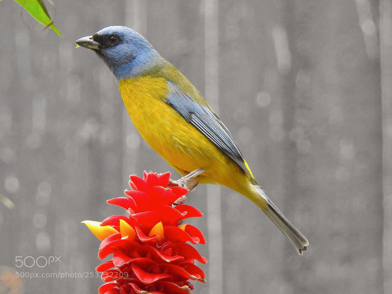 Nikon Coolpix P900 sample photo. Blue-capped tanager photography