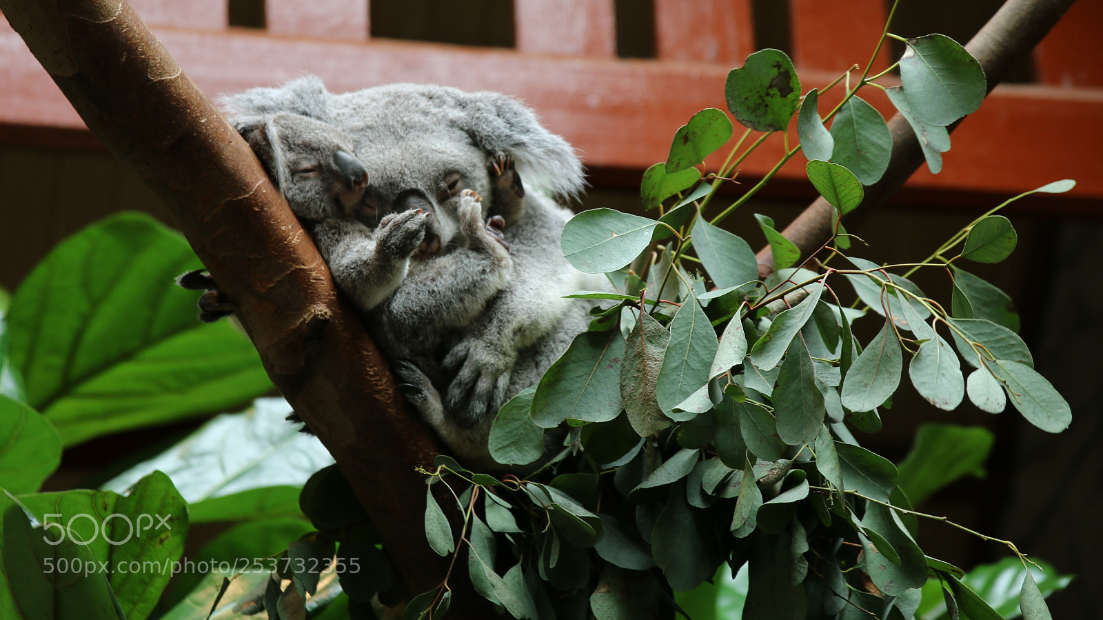 Canon EOS 70D sample photo. Motherly love photography