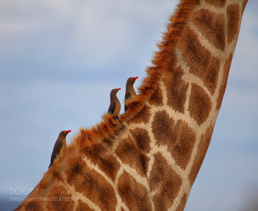Canon EOS 5D Mark II sample photo. Oxpecker feast  photography