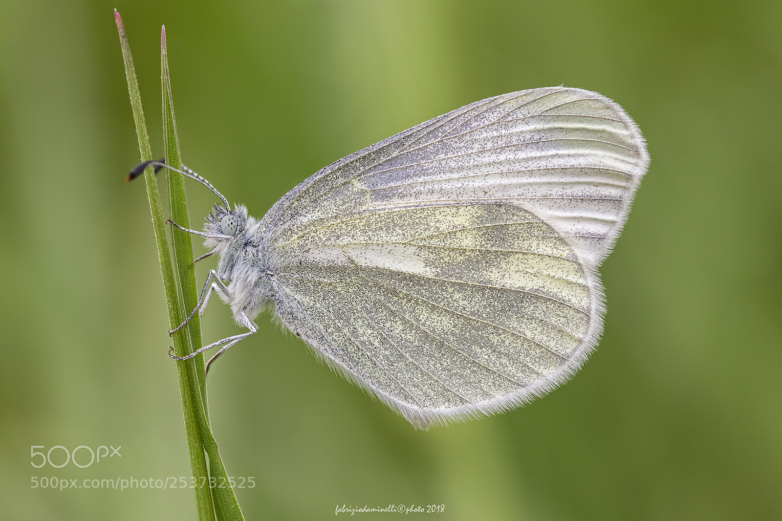Canon EOS 7D Mark II sample photo. Wood white photography