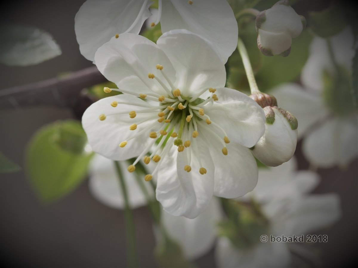 Olympus E-620 (EVOLT E-620) sample photo. Flower photography