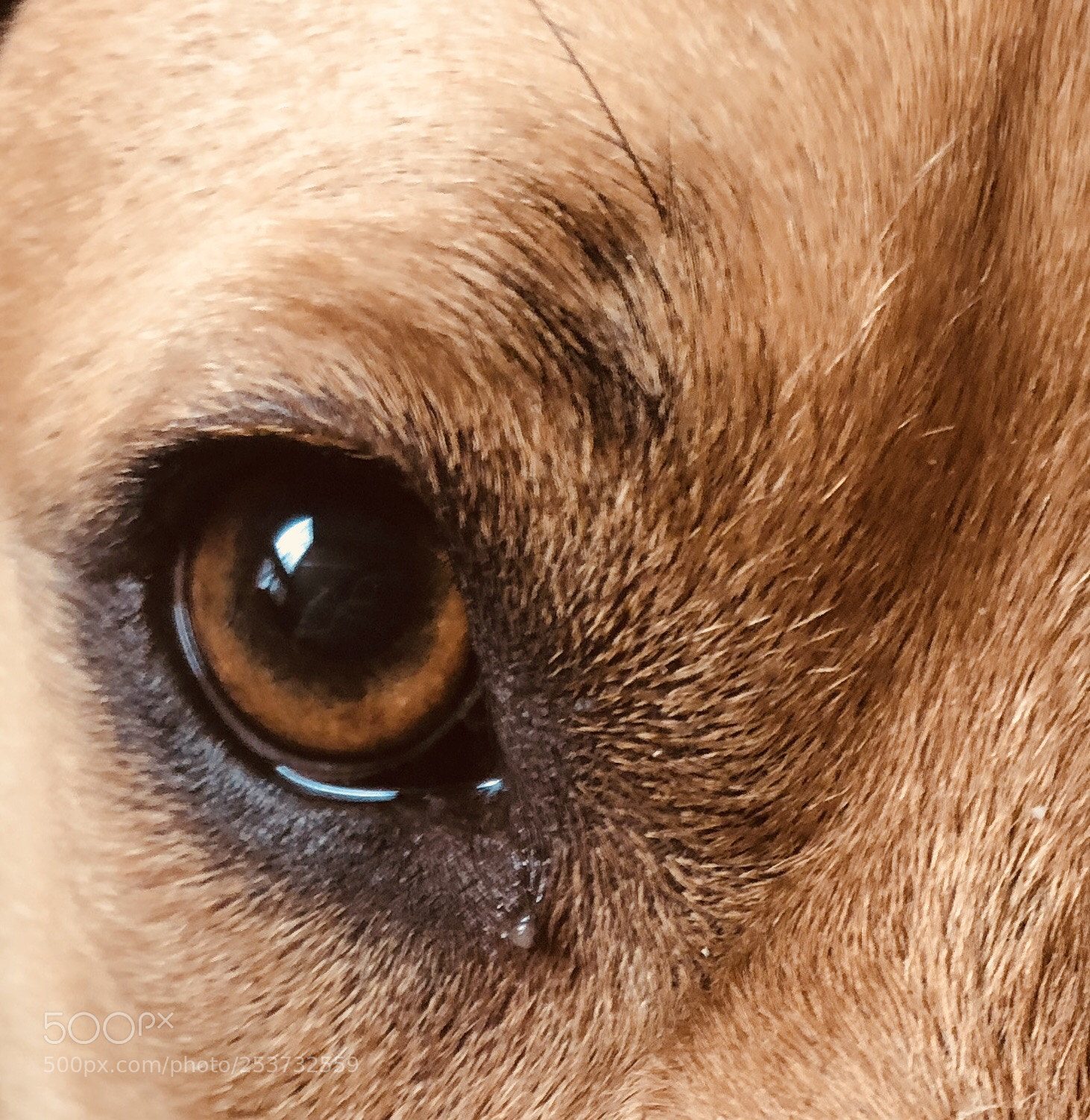 Apple iPhone X sample photo. The lions eye photography