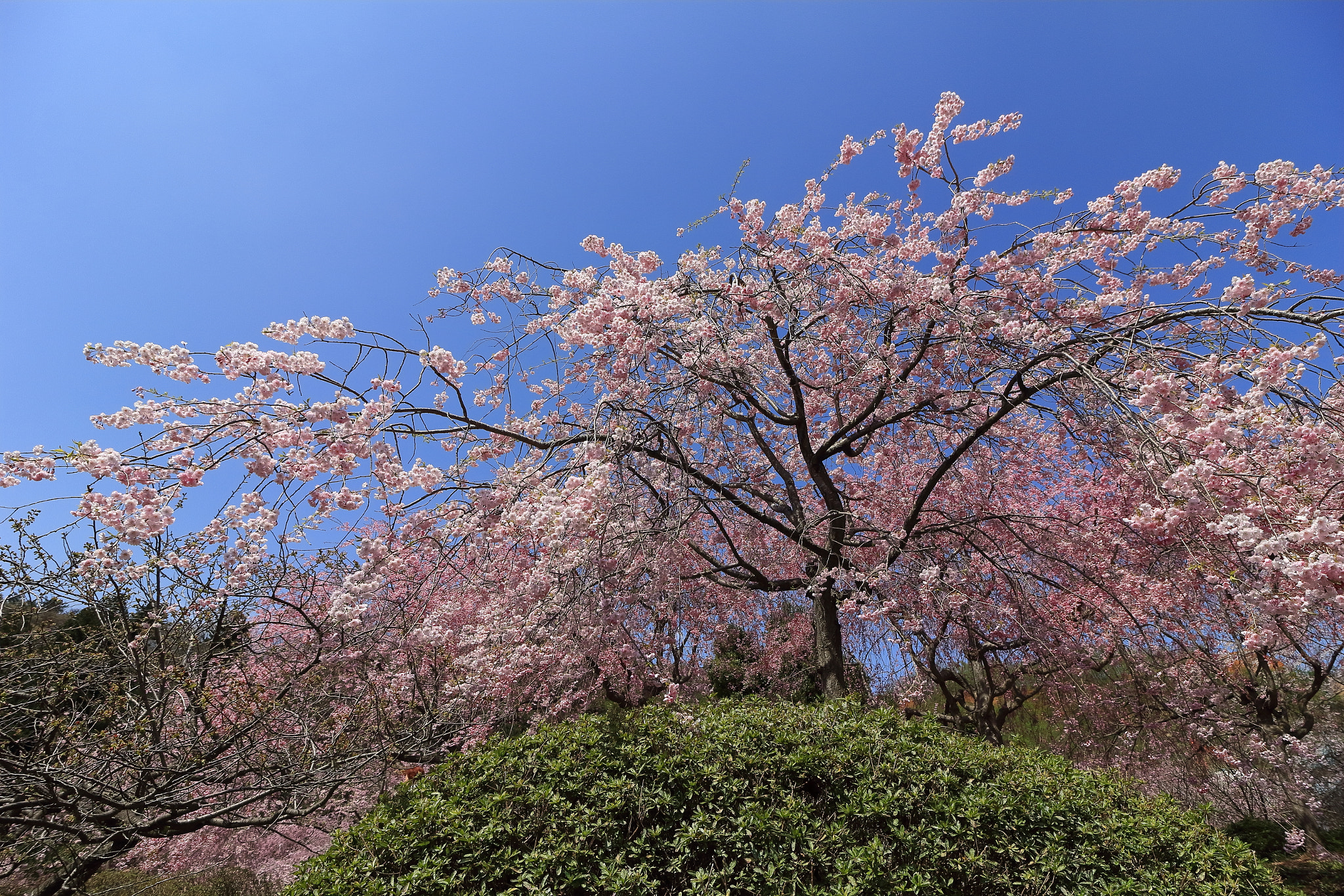 Canon EOS 60D sample photo