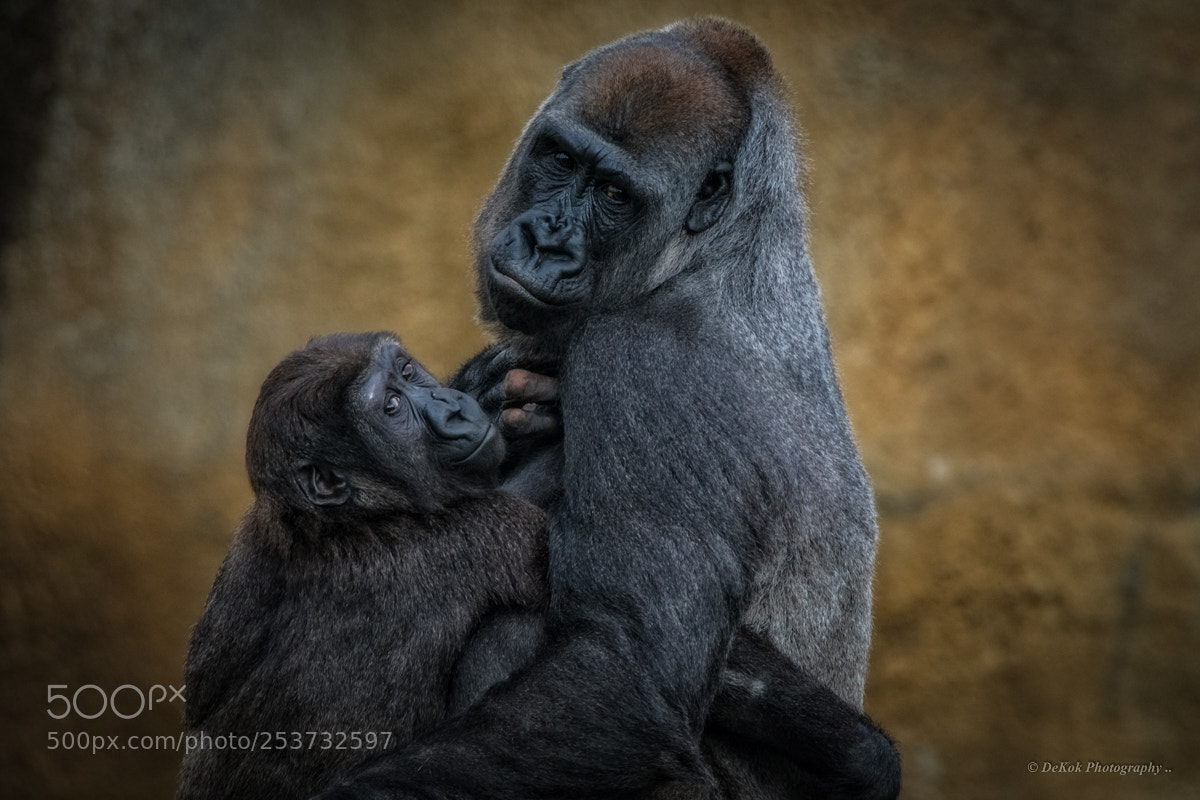 Nikon D500 sample photo. Mother love .... photography