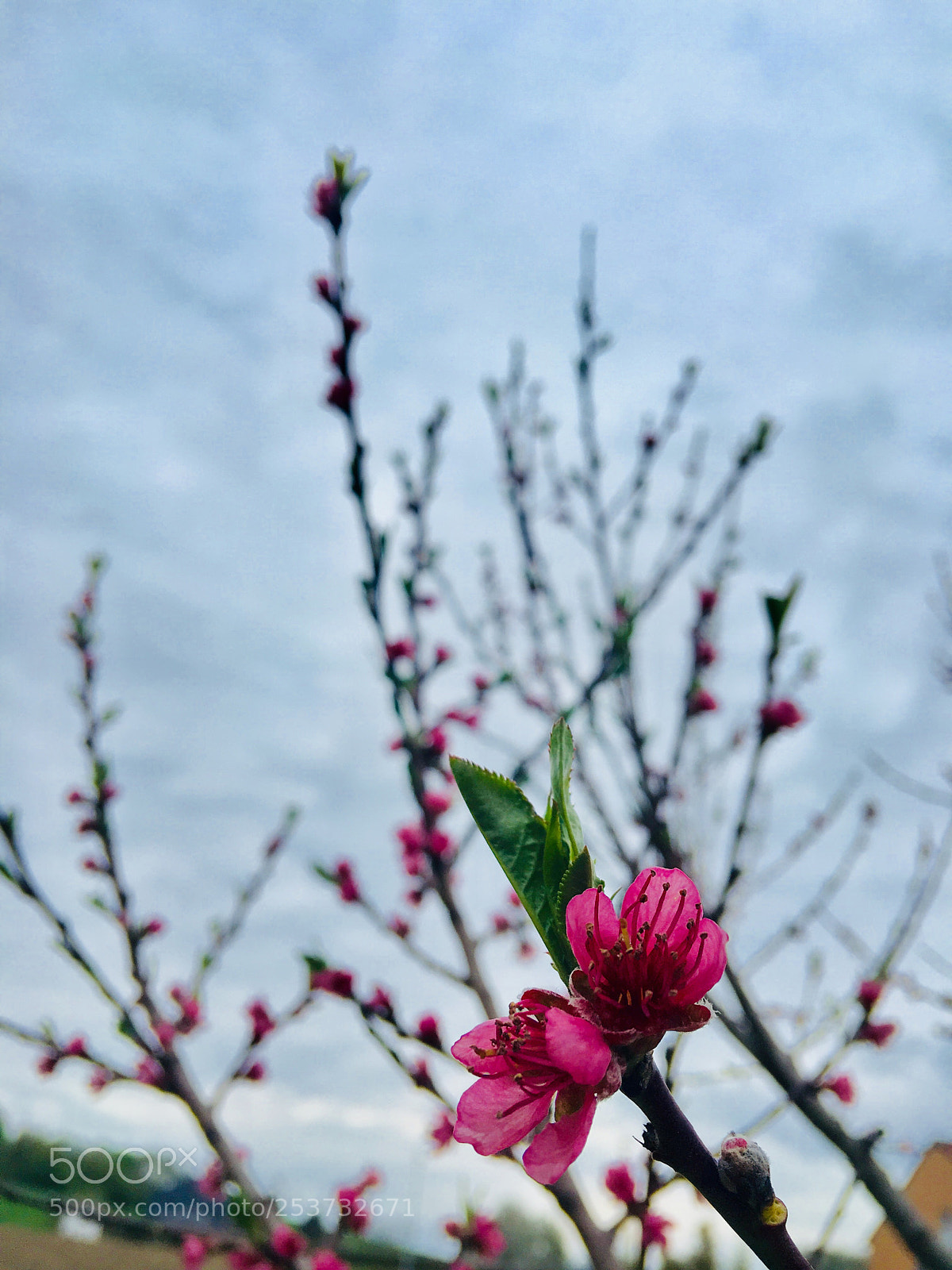 Apple iPhone 6s Plus sample photo. Untitled photography