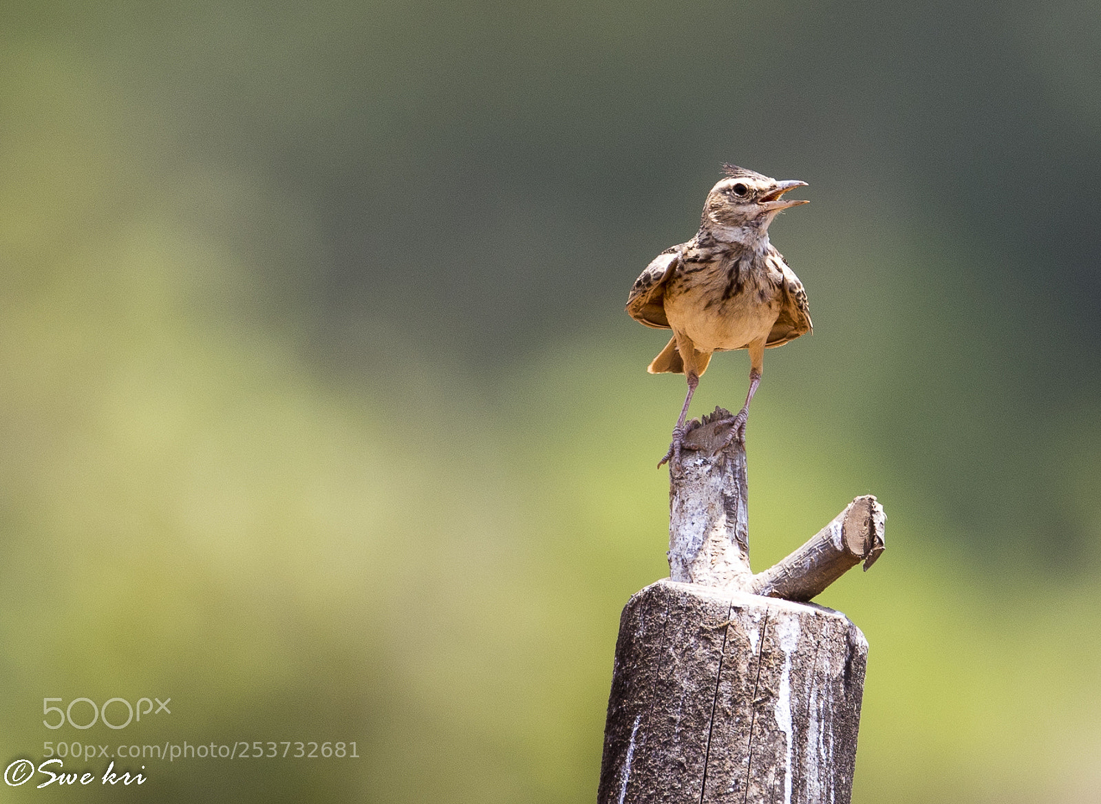 Canon EOS 5D Mark IV sample photo. Malabar lark photography