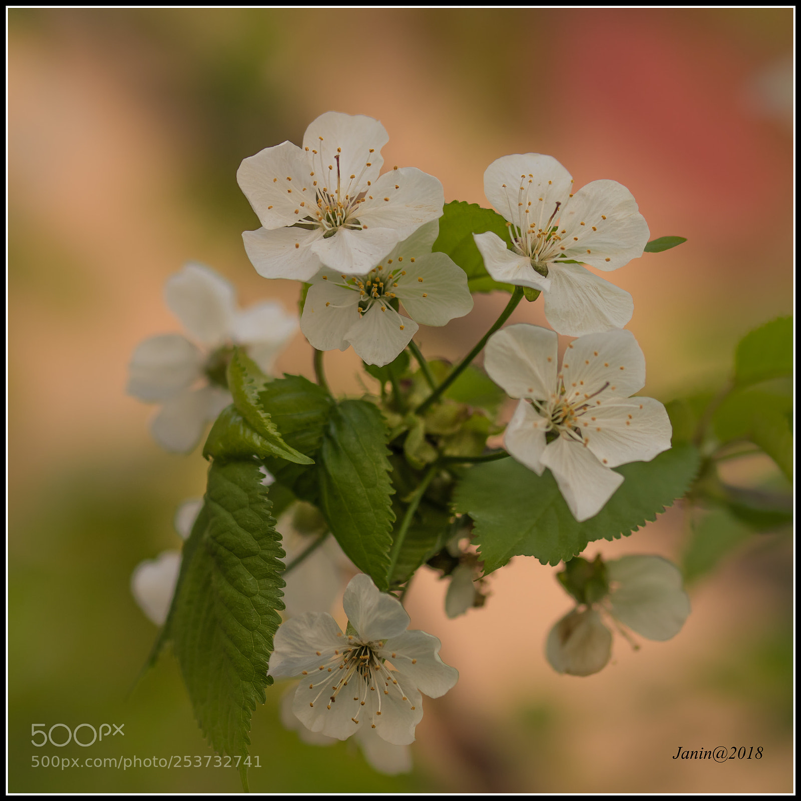 Canon EOS 77D (EOS 9000D / EOS 770D) sample photo. White cherry blossoms photography