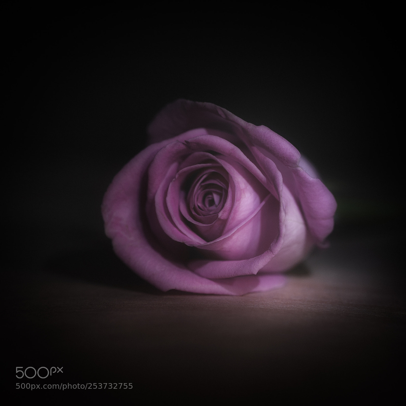 Canon EOS 6D Mark II sample photo. Single rose photography