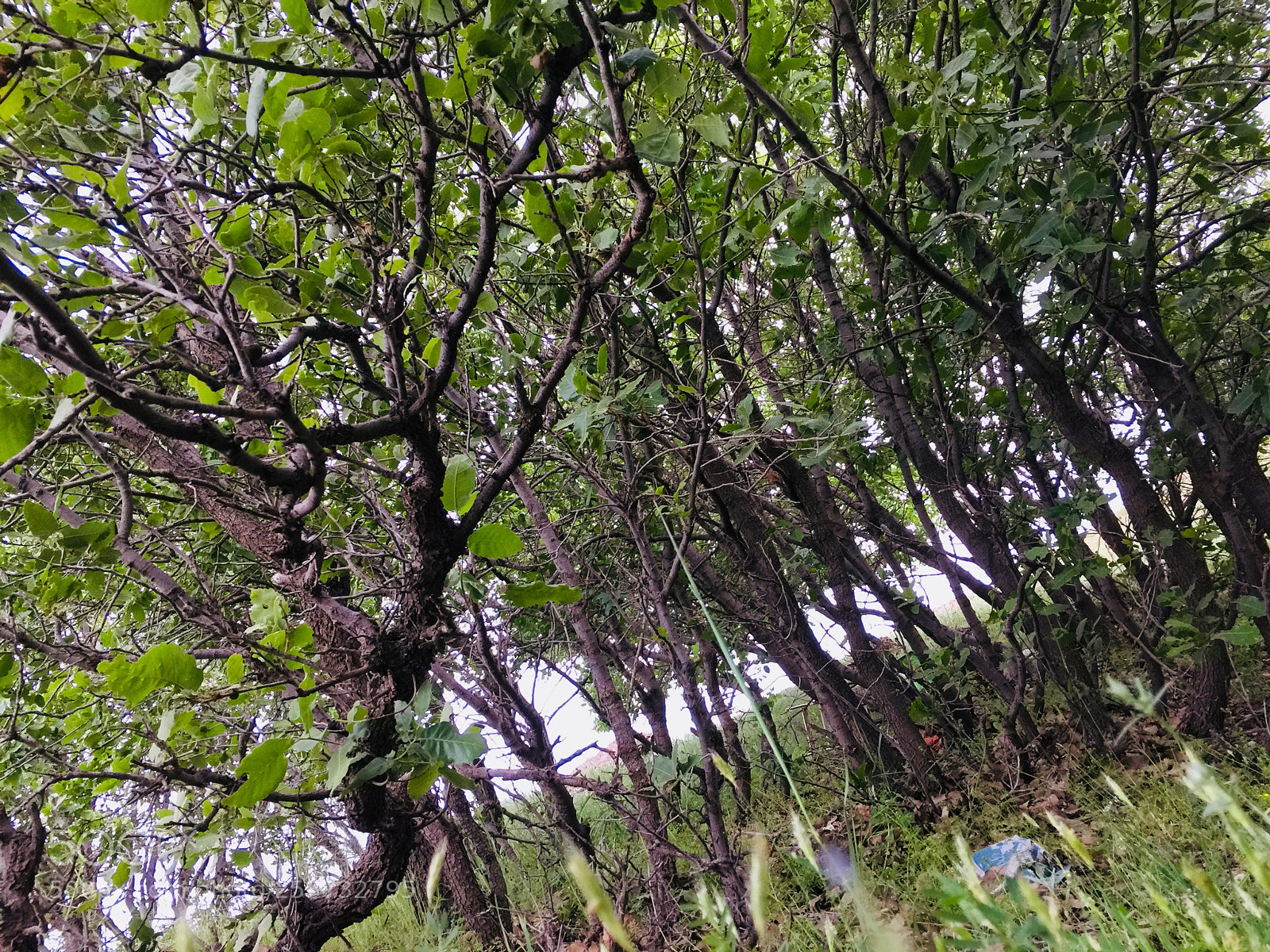 Apple iPhone 6 Plus sample photo. Untitled photography