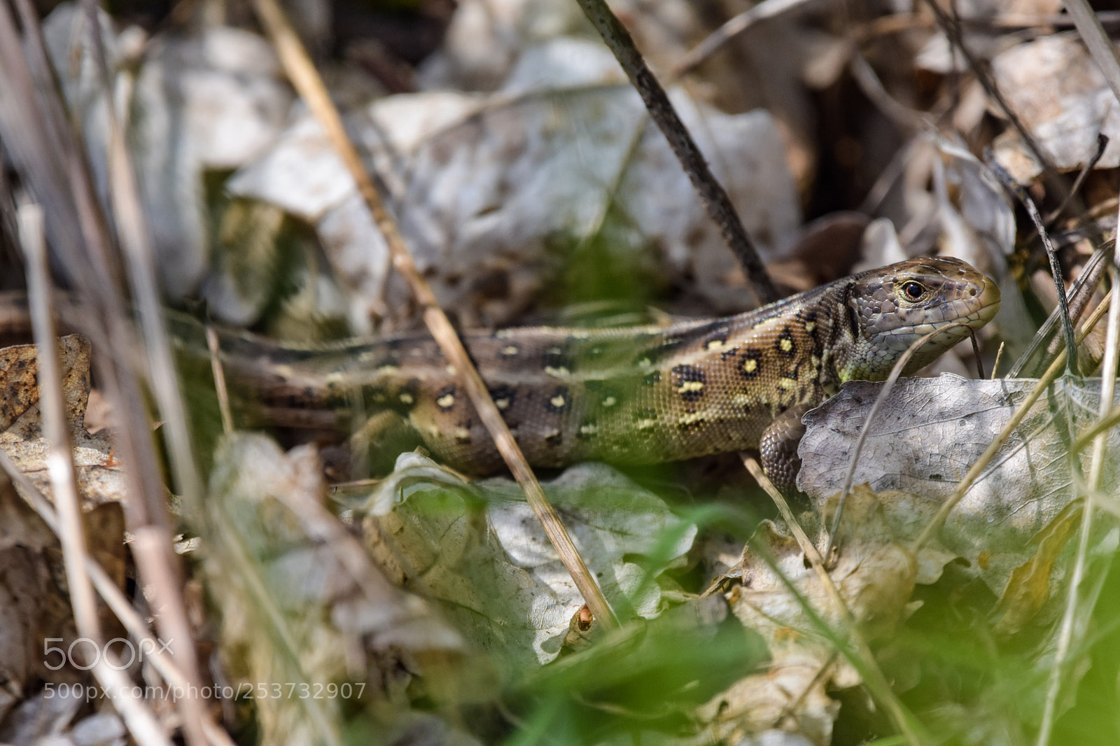 Nikon D7200 sample photo. 'female sand lizard lacerta photography