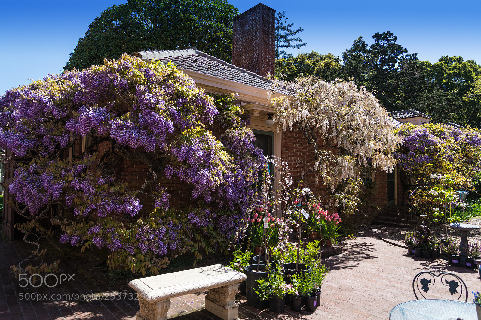 Nikon D850 sample photo. Filoli gardens photography