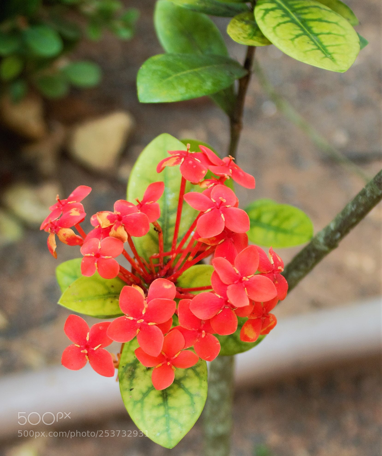 Canon EOS 1100D (EOS Rebel T3 / EOS Kiss X50) sample photo. The flower photography