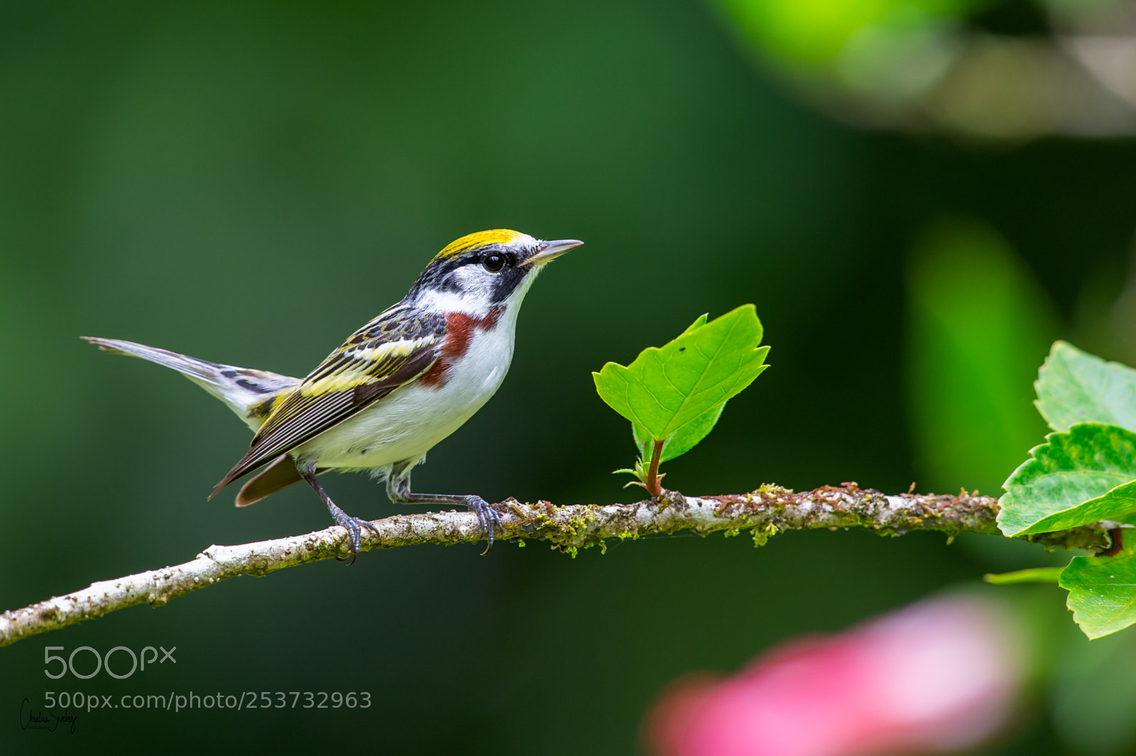 Nikon D4 sample photo. Chestnut-sided warbler photography