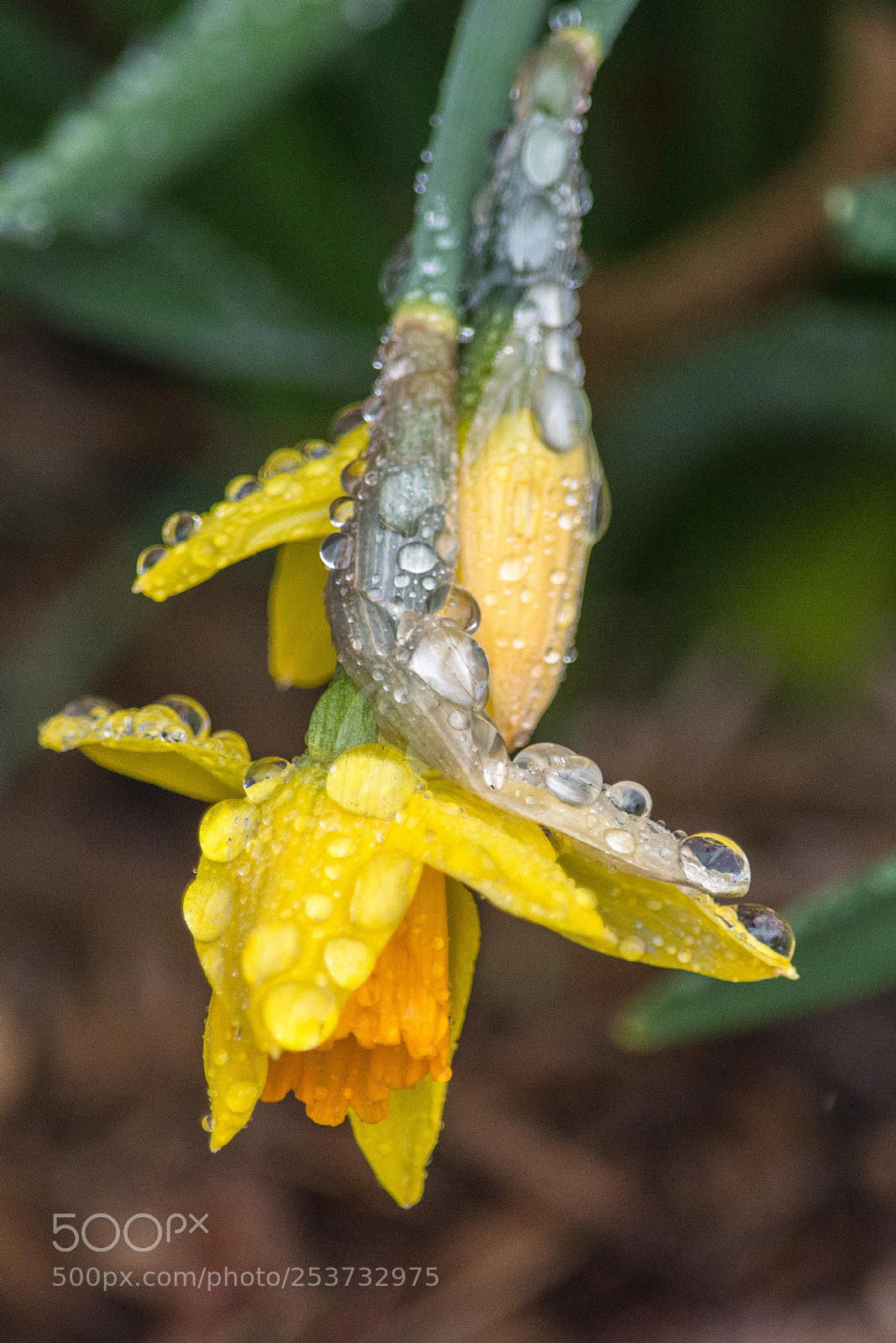 Nikon D7100 sample photo. Cruel spring photography