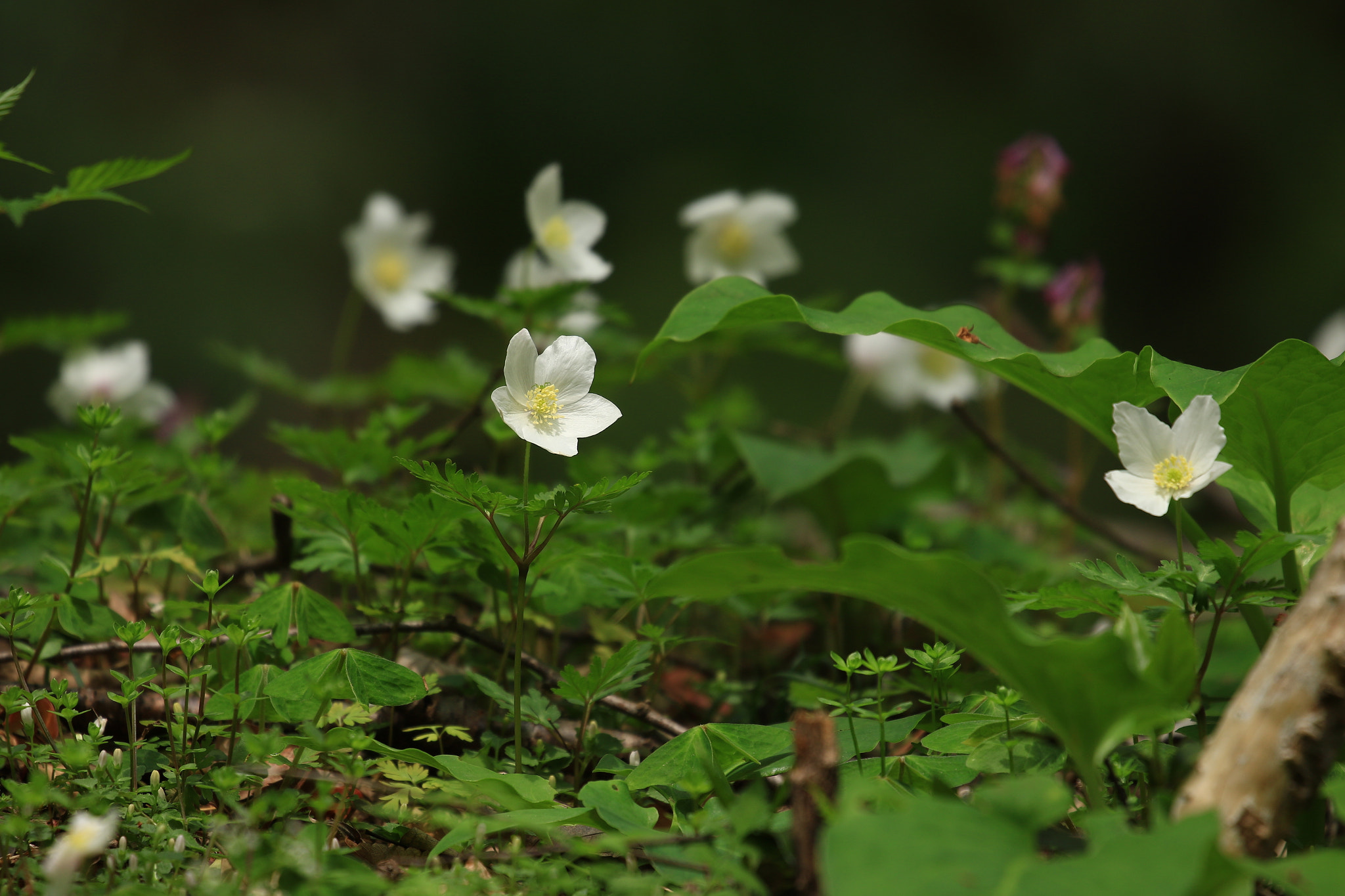 Canon EOS 7D Mark II sample photo. ニリンソウ photography
