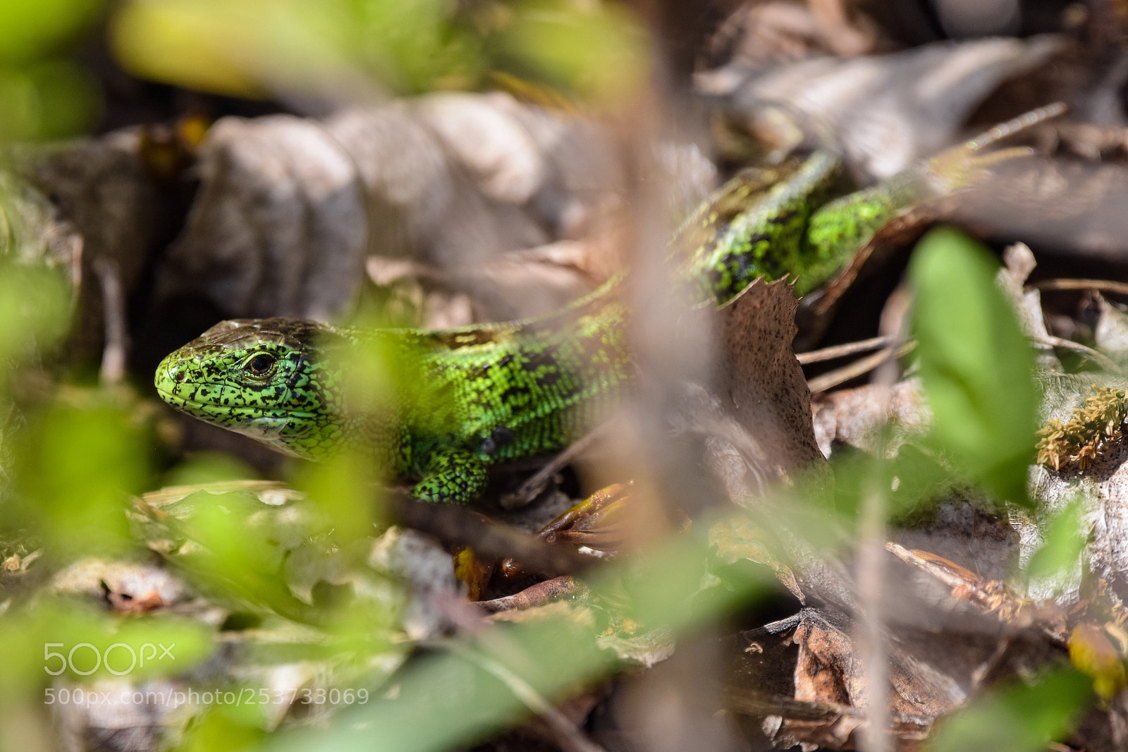 Nikon D7200 sample photo. 'male sand lizard lacerta photography