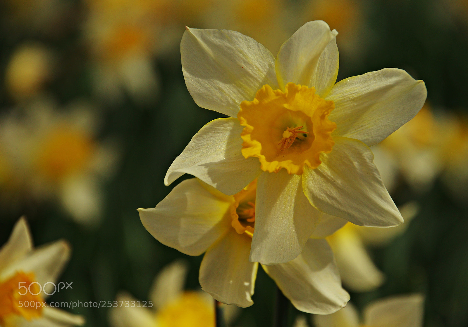 Pentax K-3 sample photo. Garden party photography