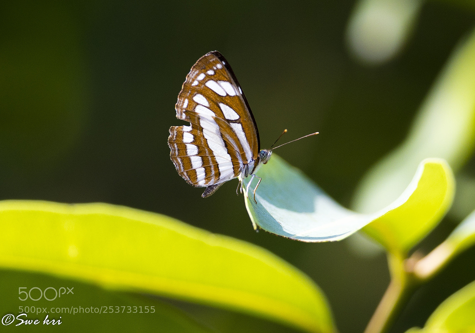 Canon EOS 5D Mark IV sample photo. Neptis hylas, the common photography