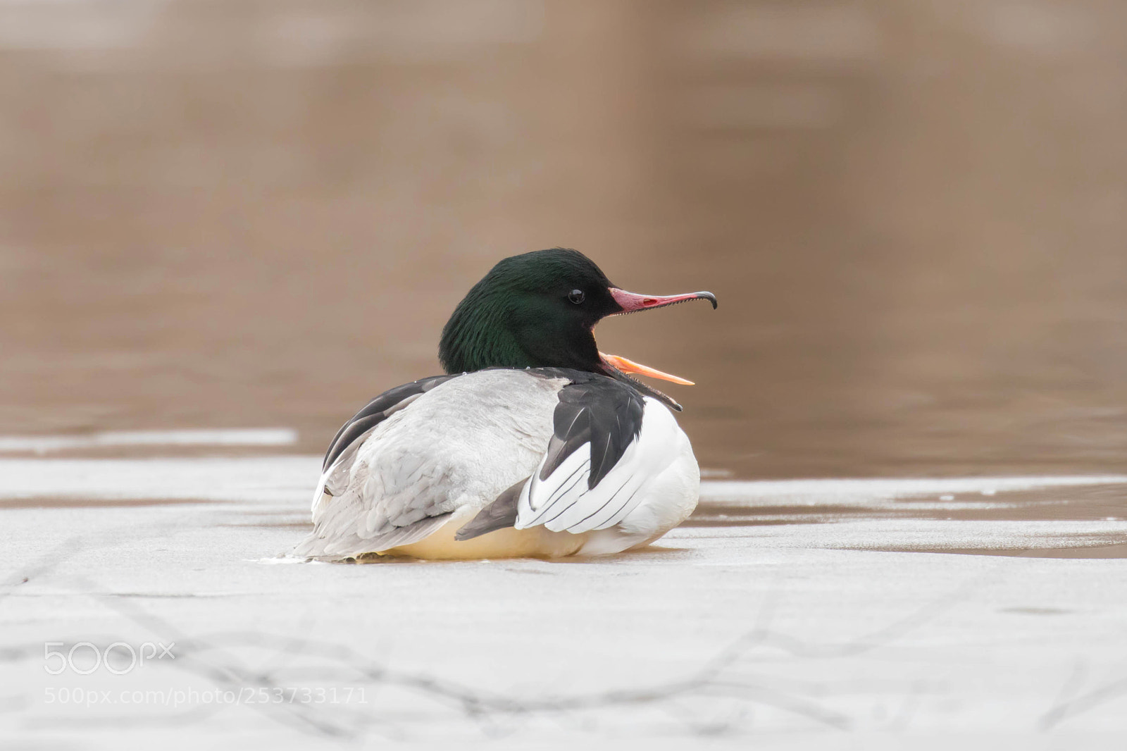 Canon EOS 6D Mark II sample photo. Common merganser photography