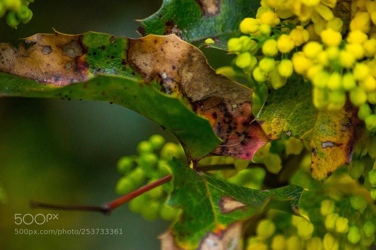 Sony SLT-A68 sample photo. Bunte farben photography