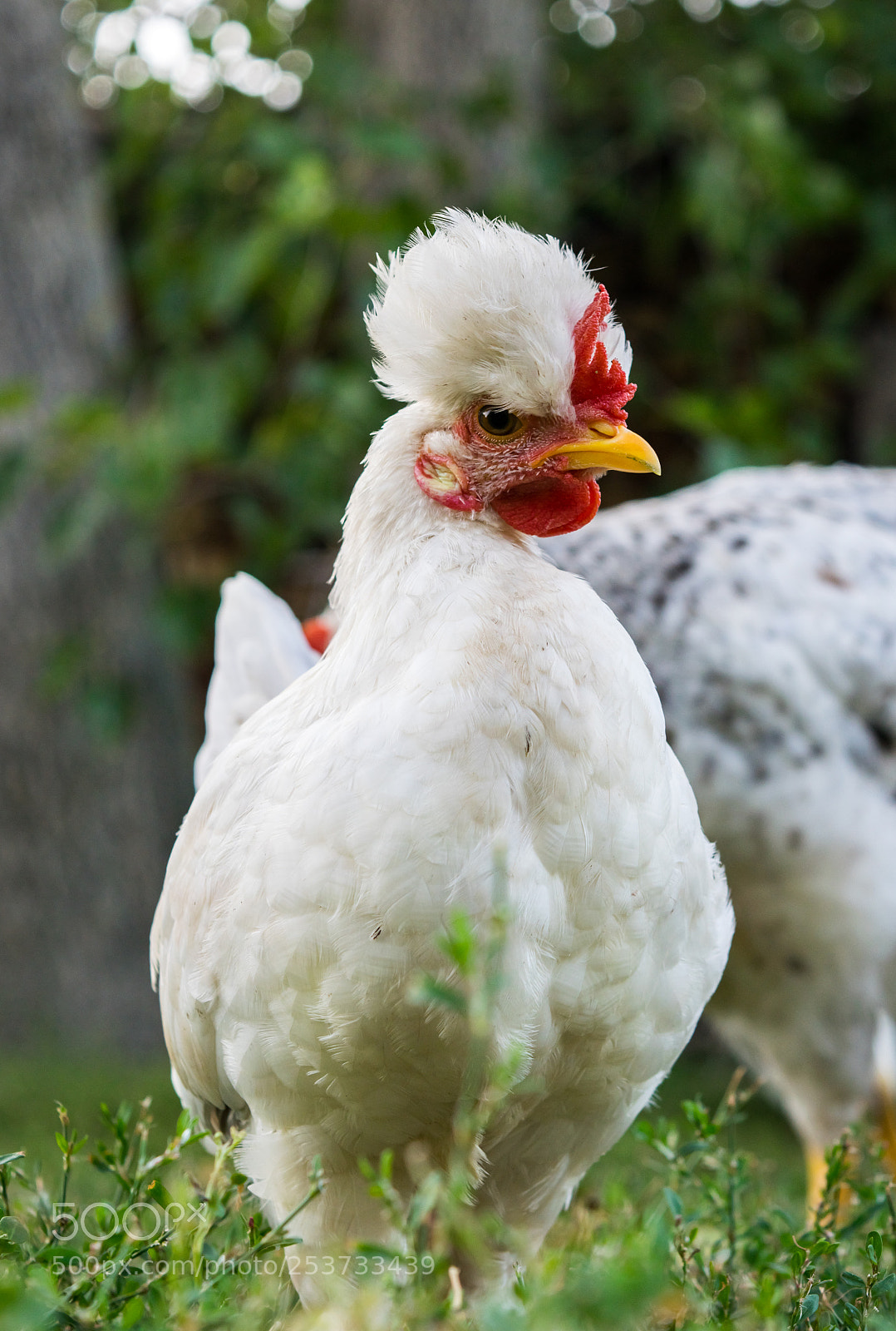 Nikon D3300 sample photo. Chicken photography