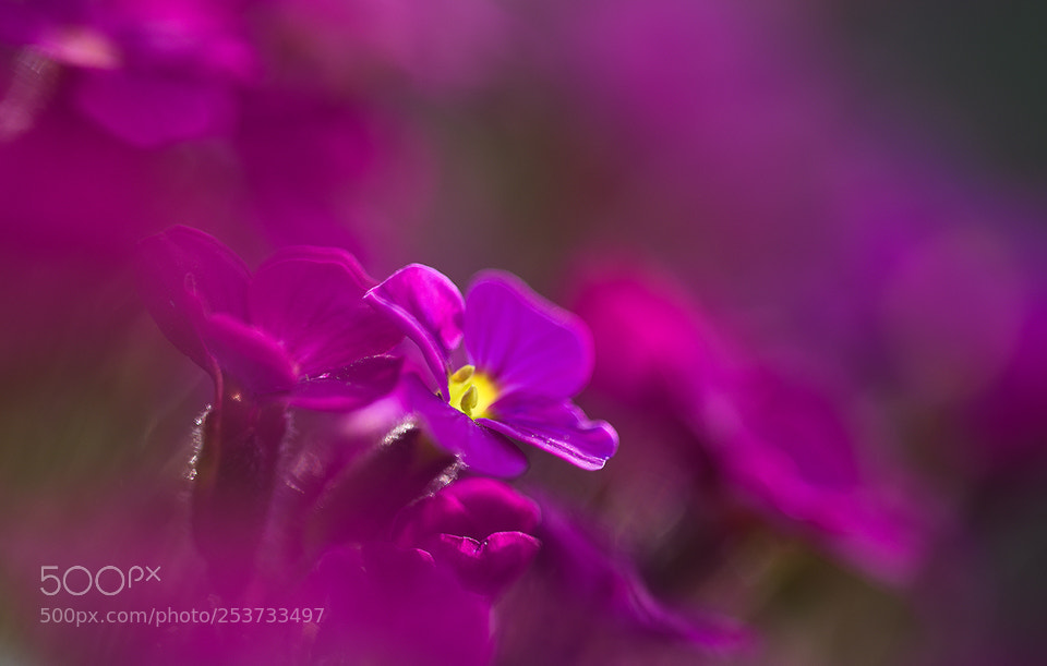 Nikon D850 sample photo. Purple photography