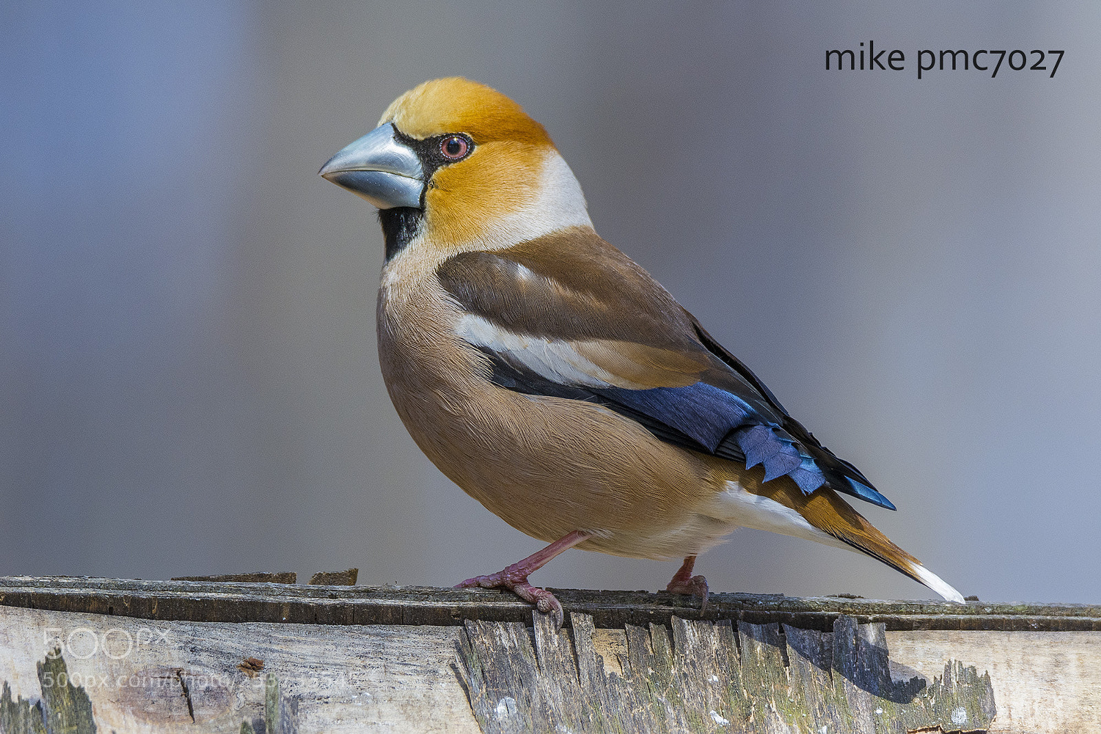 Nikon D7100 sample photo. The hawfinch (male) photography