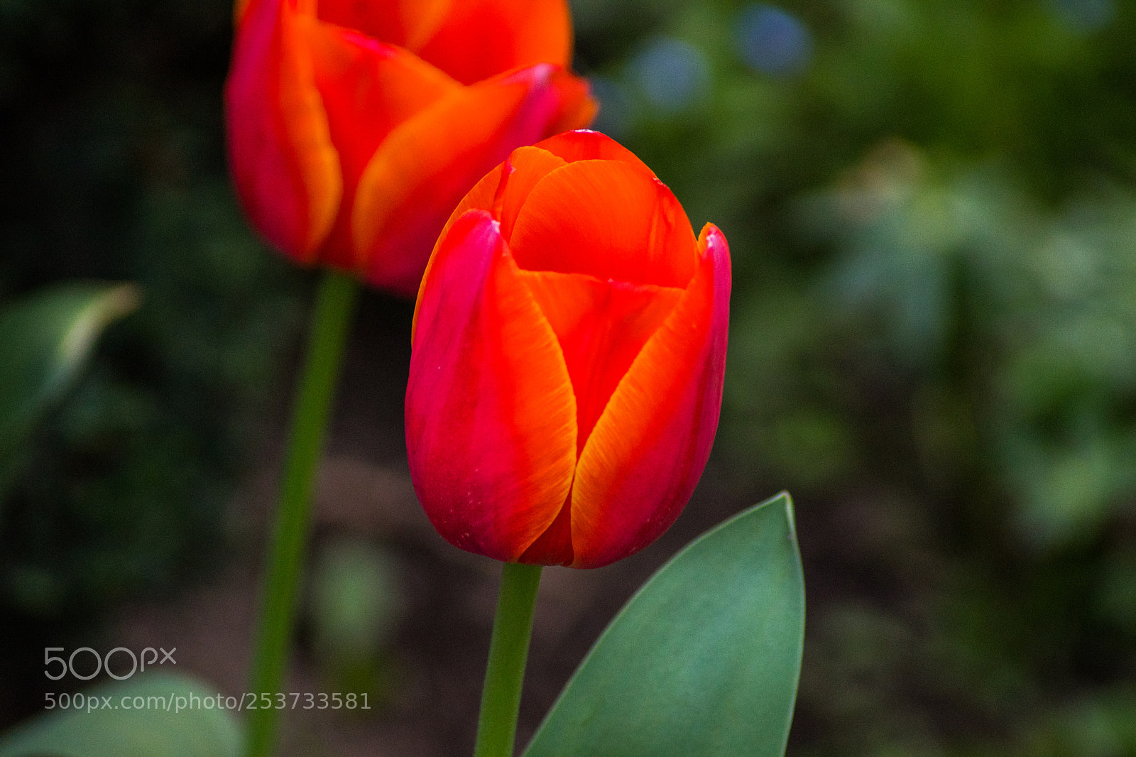 Sony SLT-A68 sample photo. Organge rote tulpen photography