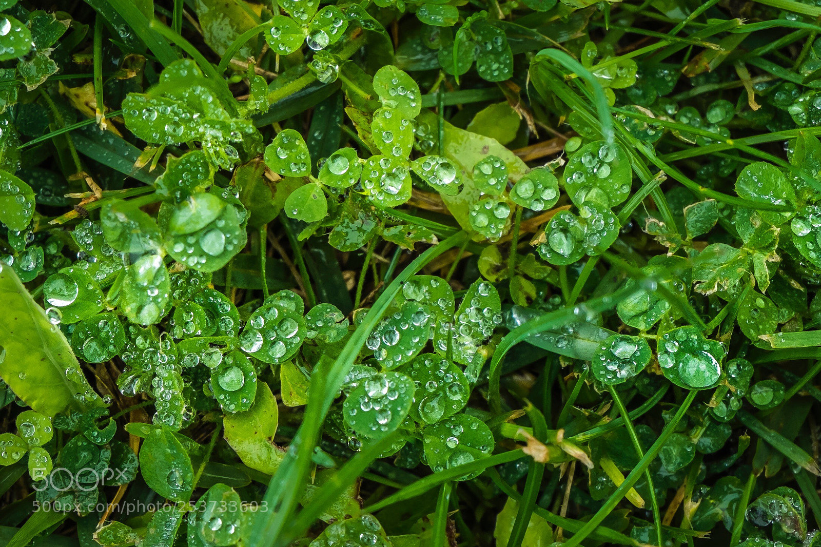 Fujifilm X-M1 sample photo. Untitled photography