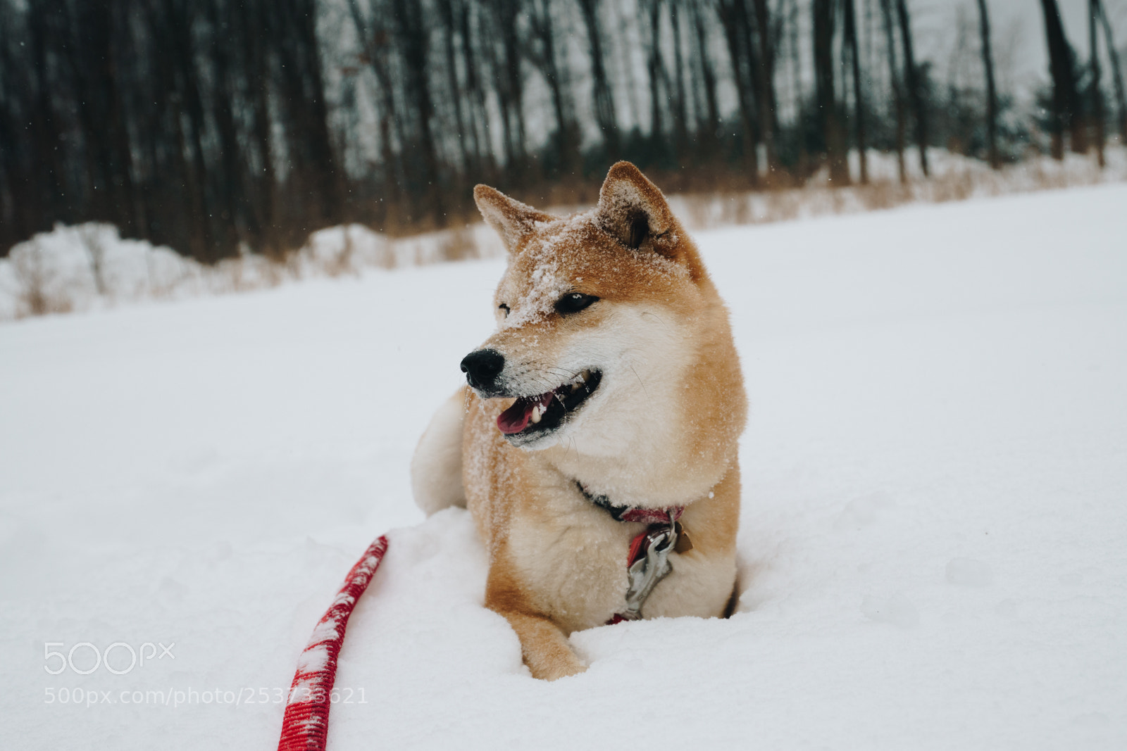 Sony a6000 sample photo. Forever winter photography