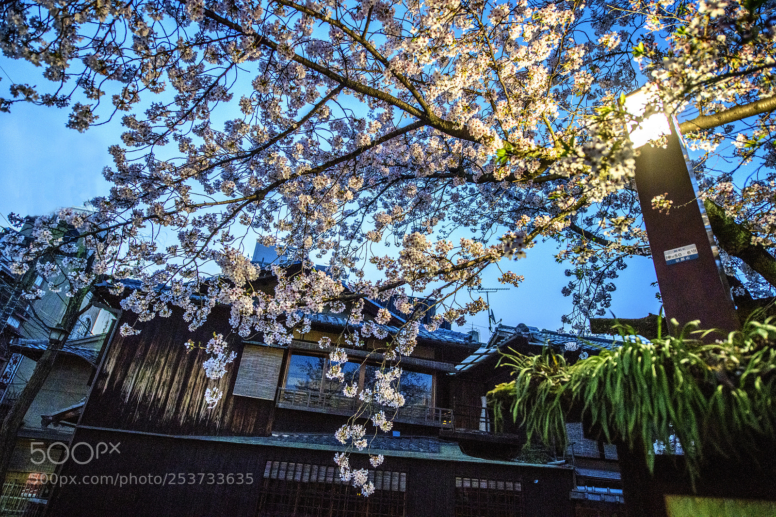 Nikon D850 sample photo. Morning at gion kyoto photography